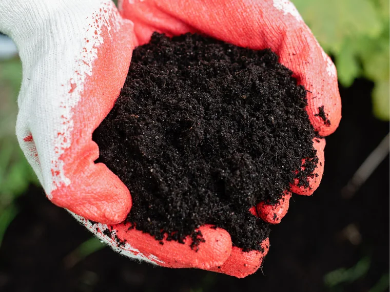 Manos con guantes de jardinería sosteniendo compost oscuro y suelto sobre un huerto